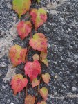 Rote Blätter im Herbst (C) Frank Koebsch (1)