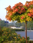 Rote Blätter im Herbst (C) Frank Koebsch (2)