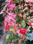 Rote Blätter im Herbst (C) Frank Koebsch (3)