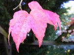 Rote Blätter im Herbst (C) Frank Koebsch (4)