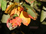 Rote Blätter im Herbst (C) Frank Koebsch (9)