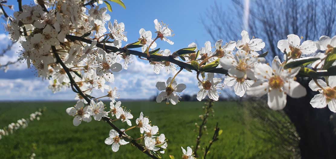 Kirschblüten auf den Boddenwiesen bei Wustrow (c) Frank Koebsch