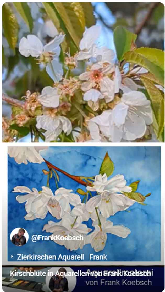 Kirschblüte in Aquarellen von Frank Koebsch (4)