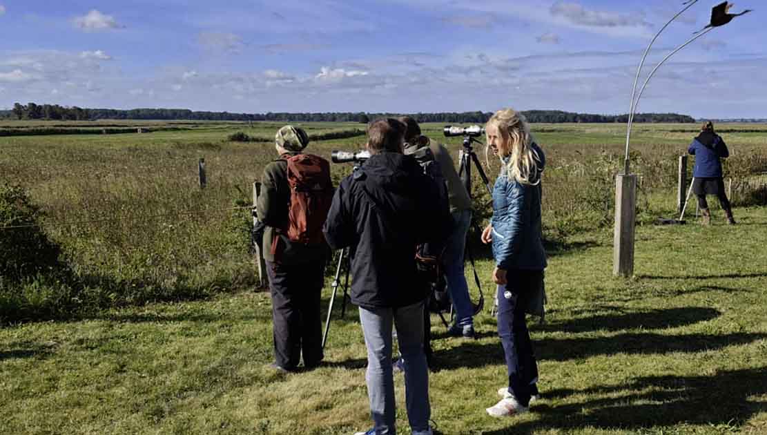 Kranichbeobachtungen am Kranorama im Rahmen der Malreise zu den Kranichen und Hirschen an der Ostsee (c) Alina Unland (2)