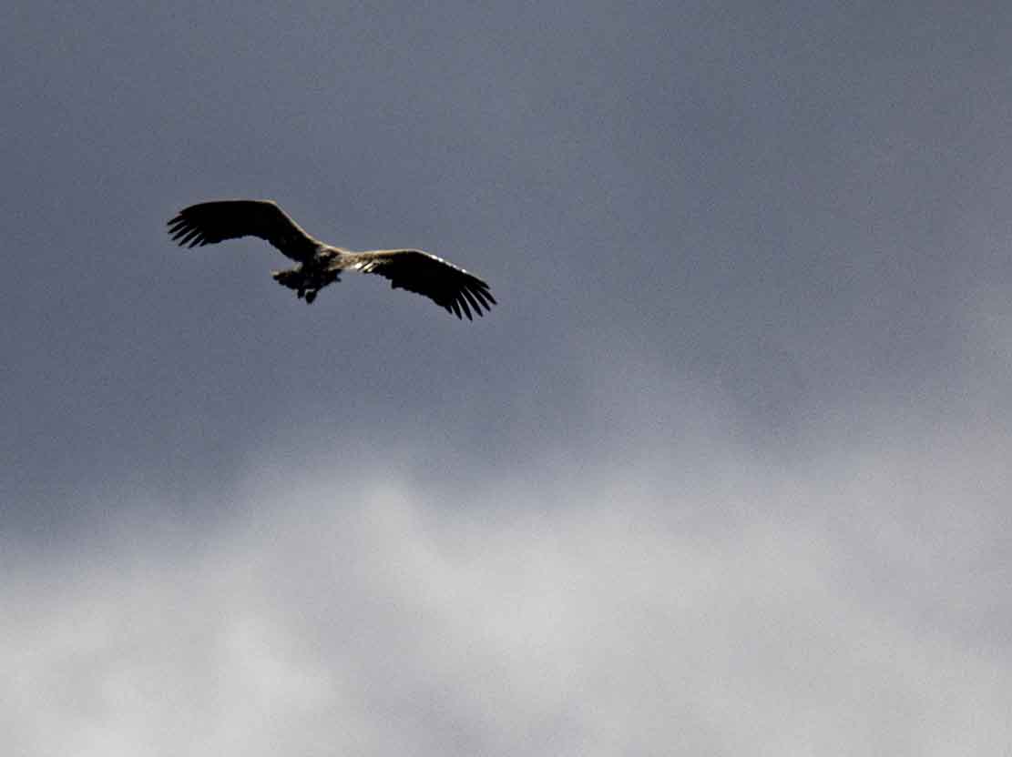 Seeadler über dem Kranorama (c) FRank Koebsch (1)