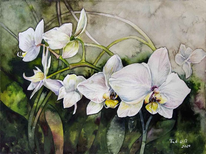 Weiße Orchideenblüten (c) Aquarell von Frank KoebschWeiße Orchideenblüten (c) Aquarell von Frank Koebsch
